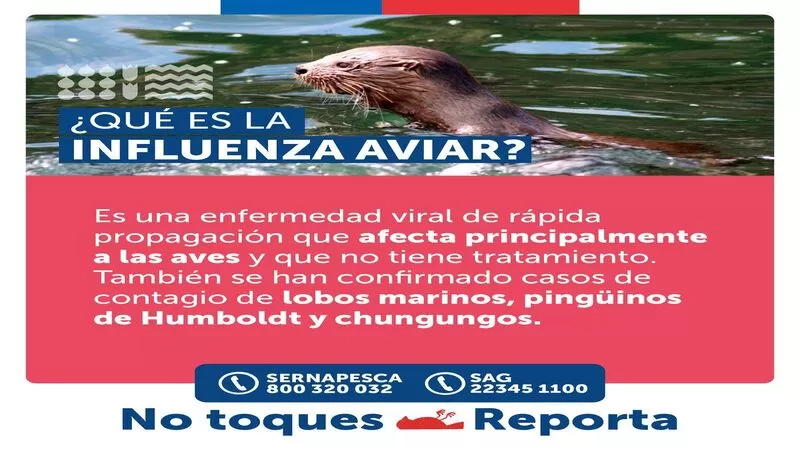 Imagen noticias Wapi Chilwe